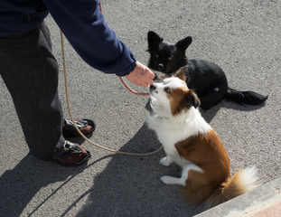 Chien récompensé par une friandise