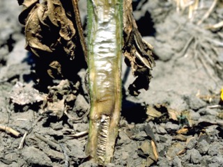 Tournesol atteint de verticilliose