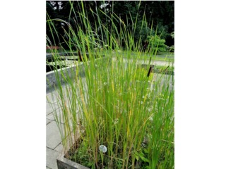 Typha angustifolia