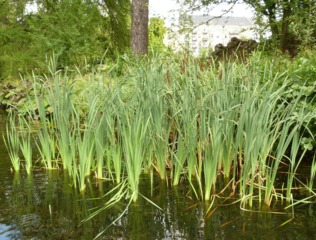 Typha latifolia