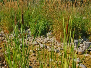 Typha latifolia sur les berges d'une mare