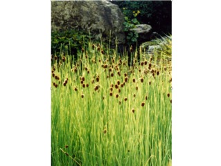 Typha minima