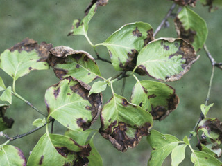 Anthracnose sur cornouiller