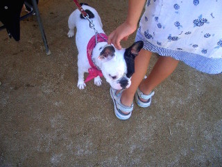 Enfant caressant un chien