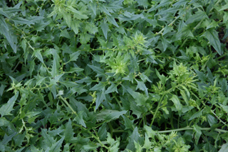 Epinard fraise, feuillage (Chénopodium capitatum)