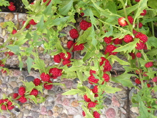 Epinard-fraise