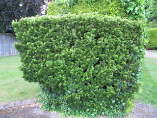 Euonymus japonicus 'microphyllus'