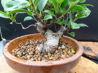 Ficus bonsai en cours de formation