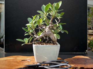Ficus microcarpa, ficus bonsaï