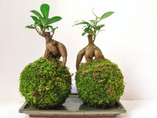 Ficus microcarpa formés en kokedama