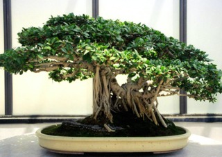 Vieux bonsaï (Ficus microcarpa)
