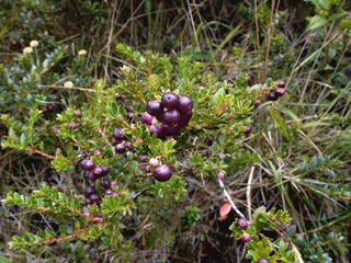 Gaultheria - Baies