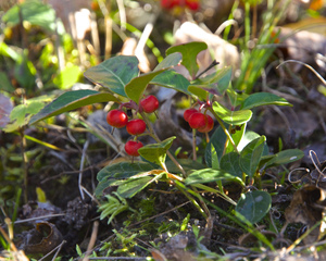 Gaultheria procumbens, baies