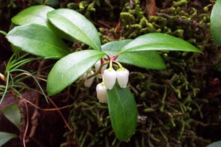 Gaultheria procumbens - Fleurs