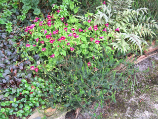 Gaultheria procumbens, en bas à droite