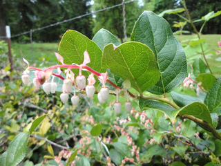 Gaultheria shallon : fleurs