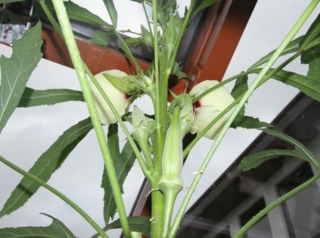 Gombo cultivé sous serre