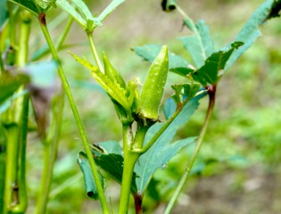 Gombo ou okra