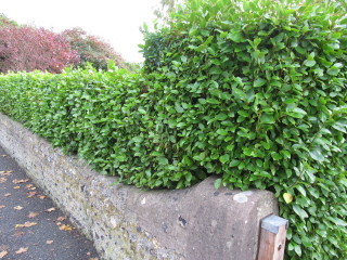 Haie de griselinia