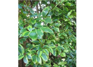 Griselinia littoralis 'Variegata'