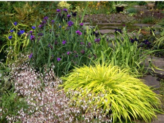 Hakonechloa macra 'All Gold'