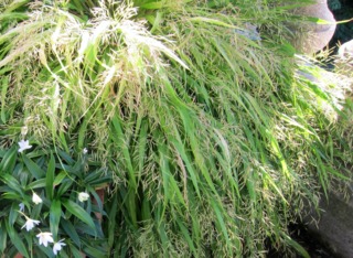 Hakonechloa macra - Floraison