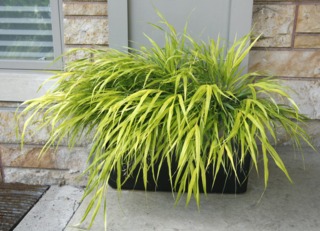 Hakonechloa macra en jardinière