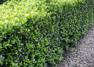 Ilex crenata 'Helleri'