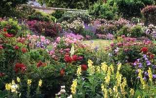 Générosité des floraisons dans un jardin anglais