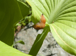 Limace sur une feuille d'hosta