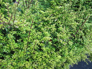 Lonicera nitida - Chèvrefeuille arbustif
