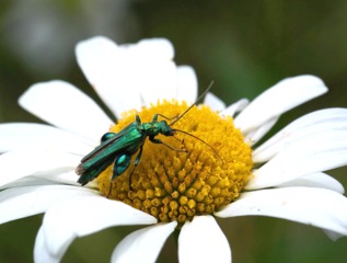 Oedemere commune sur une fleur de marguerite
