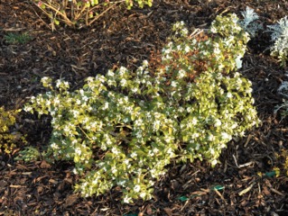 Osmanthus burkwoodii