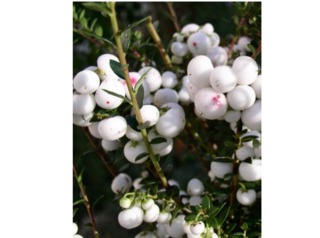 Pernettya mucronata (syn. Gaultheria mucronata)