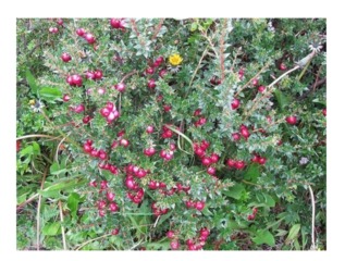 Pernettya mucronata - Baies