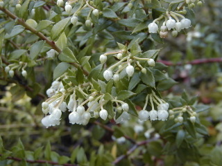 Pernettya mucronata (syn. Gaultheria mucronata)