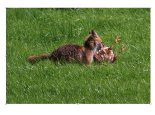 Renard attaquant une poule