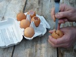 Vidage des oeufs