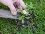 Récupération de plantes dans le jardin