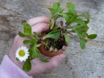 Installation des plantes dans les oeufs