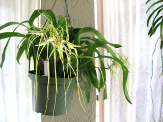 Brassia Edvah Loo x Ochraleuca