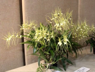 Brassia verrucosa particulièrement florifère