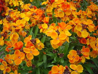 Giroflée ravenelle (Cheiranthus cheiri 'Bedder' orange)