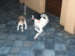Chien et chat : la bonne entente ?