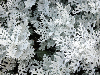 Cinéraire maritime, Senecio cineraria