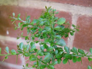 Jeune plant de Citrus australasica
