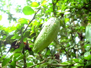 Citron caviar sur l'arbre