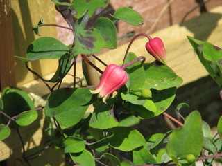 Clematis texensis - Fleur avant épanouissement