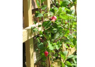 Clematis texensis