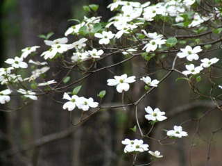 Cornus florida, cornouiller à fleurs